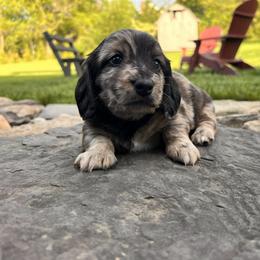 Dachshund Puppies from Boyer’s Dachshunds