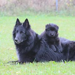 Belgian Sheepdog Puppies from Blue Moon Belgian Sheepdogs