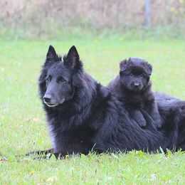 Belgian Sheepdog Puppies from Blue Moon Belgian Sheepdogs