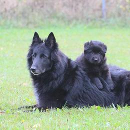 Belgian Sheepdog Puppies from Blue Moon Belgian Sheepdogs