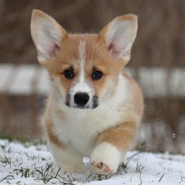 Pancake - Red male Pembroke Welsh Corgi puppy in Pollock, Missouri from Northstar