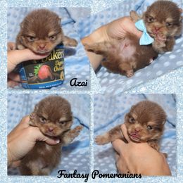 Azai - Chocolate and tan male Pomeranian puppy in Anna, Texas from Fantasy Pomeranians & Fantasy Aussies