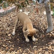 Sloughi Puppies from Almaboubin Sloughis