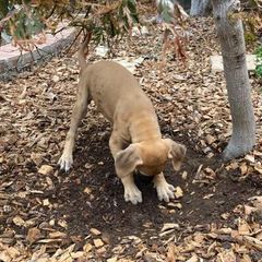 Sloughi Puppies from Almaboubin Sloughis