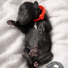 Helion - Silver male Poodle puppy in Spring Hills, Florida from The Olympus Standard Poodle