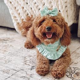 Remi - Goldendoodle