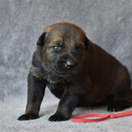 Red - Sable female German Shepherd puppy in Cherryville, North Carolina from Masky Kennel