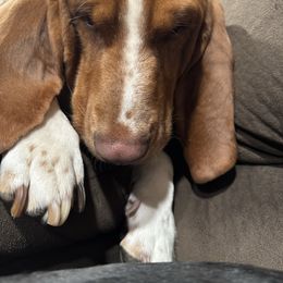 Diesel (Pooh) - Basset Hound