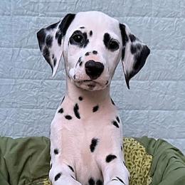 Daria  - show quality - White and black female Dalmatian puppy in Decatur, Alabama from Hollytree Dalmatians
