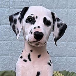 Daria  - show quality - White and black female Dalmatian puppy in Decatur, Alabama from Hollytree Dalmatians