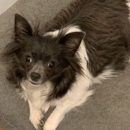 Billie Jo - Chihuahua