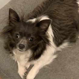 Billie Jo - Chihuahua