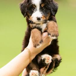 Light Pink - Tri-color female Bernedoodle puppy in Alpharetta, Georgia from Doodles of Buckhead