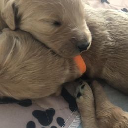 Goldendoodle Puppies from SunriseDoodles