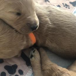 Goldendoodle Puppies from SunriseDoodles