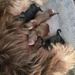 Selah - Chocolate and white female Havapoo puppy in Siloam Springs, Arkansas from Kingdom Bound By Design