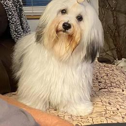Abby - Havanese