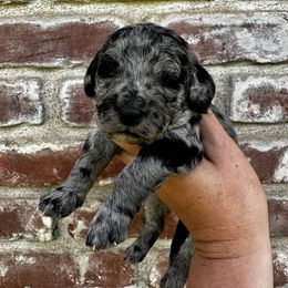 Goldendoodle Puppies from Lipscomb Doodles