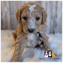 SARGE - - Cream male Goldendoodle puppy in Jeddo, Michigan from Apple Creek Doodles