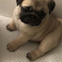 Bulldog and Pug Puppies from JR’s Pugs