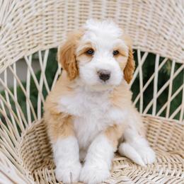 Lupe - Red female Bernedoodle puppy in Spanish Fork, Utah from K Brand Doodles