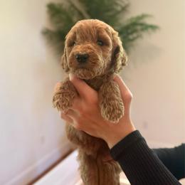 Melon - Red  female Goldendoodle puppy in Kenansville, North Carolina from J+A Family Doodles