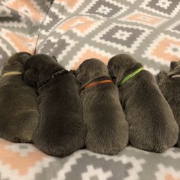 French Bulldog Puppies from Roughneck Frenchies