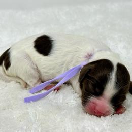 Light purple collar girl - Brown white and tan female Cockapoo puppy in Oologah, Oklahoma from Timber Hills Poodles and Doodles