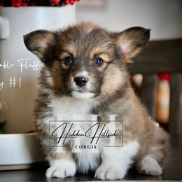 Red.Sable FLUFF Boy 1 Docked Tail - Sable male Pembroke Welsh Corgi puppy in Locust Grove, Oklahoma from Hidden Hillsides Corgis