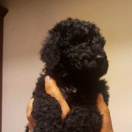 Poodles from KnR Kurly Kennel