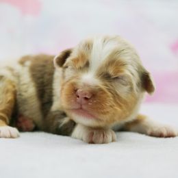 Miniature Australian Shepherd Puppies from True Spirited Aussies