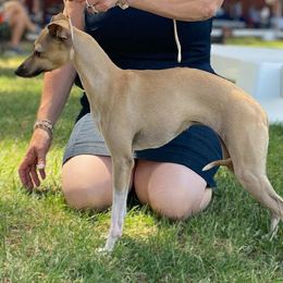 Secret - Italian Greyhound