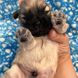 Boy 1 - Brindle male Shih Tzu puppy in Tampa, Florida from Saraya’s Shih Tzus