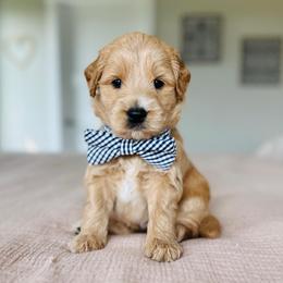Atlas - Apricot male Goldendoodle puppy in Sterling, Illinois from Charley's Goldendoodles