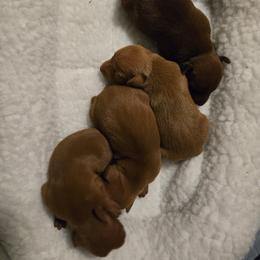 Paprika - Stag red female Miniature Pinscher puppy in Bourbon, Missouri from Eriphos Farm Kennel
