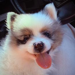 Hux - Blue merle male Pomeranian puppy in New Plymouth, Idaho from Pawdawan Poms