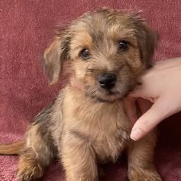 Red Boy - Red wheaten male Norfolk Terrier puppy in Bristol, Tennessee from Holston Hollow Farm