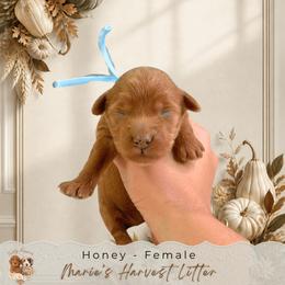 Honey - Red  female Goldendoodle puppy in Norcross, Georgia from Teddy Puppies