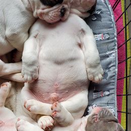 French Bulldog Puppies from BeYardCore Bullies