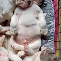 French Bulldog Puppies from BeYardCore Bullies