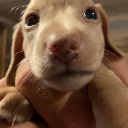 Dachshund Puppies from My Little Dachshund Heaven