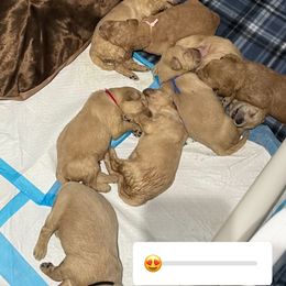 Bernedoodle and Goldendoodle Puppies from Lyon and Luna Goldendoodles Bernedoodles