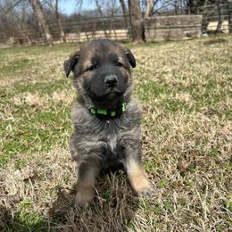 Marsy - Sable female German Shepherd puppy in Milan, Illinois from Stonewick German Shepherds
