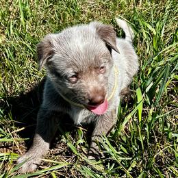 Aladdin - Red speckled male Australian Cattle Dog puppy in Floyd, Virginia from Southern Charm Heelers