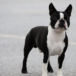 Boston Terriers from Trifecta Kennel