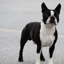 Boston Terriers from Trifecta Kennel