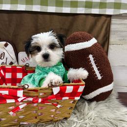 Clark (Tri-Color Parti) - Parti male Yorkshire Terrier puppy in Fairview, West Virginia from Prims Puppies LLC