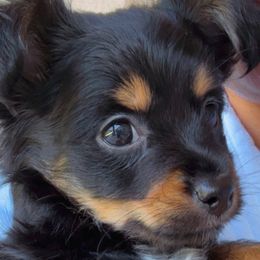 Chihuahuas, Companion Crosses, and Yorkshire Terriers from Fiesta Pups