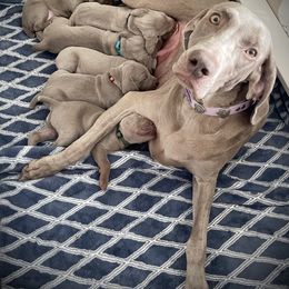Boy 2 - Silver gray male Weimaraner puppy in Carter, Montana from PM Weimaraners