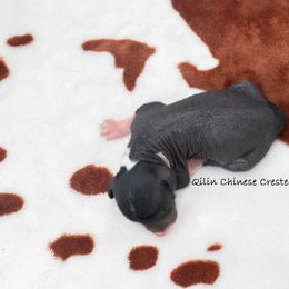 Chinese Crested Puppies from Qilin Chinese Crested